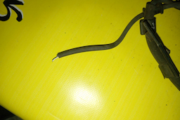 ДАТЧИК ABS/TOY/COROLLA II/CORSA/TERCEL/EL41/EL43/EL45/EL51/EL53/EL55/B/R/УЦЕНКА